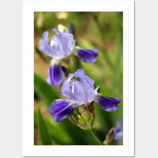 Purple flowers in summer garden Posters and Art